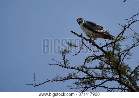 Black-winged Kite Elanus Caeruleus Also Known As The Black-shouldered Kite