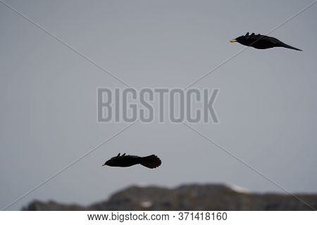 Alpine Chough Yellow Billed Pyrrhocorax Graculus Crow Pyrrhocorax Switzerland Mountain Flight