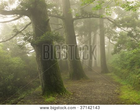 Misty orman yolu Japonya