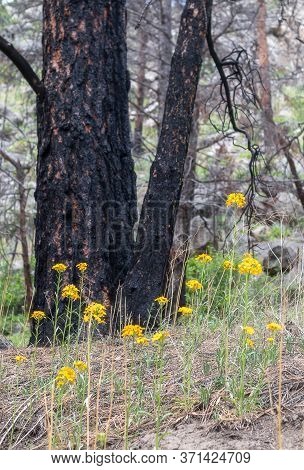 Charred Tree And Yellow Wildflowers In The Forest Near Brainard Lake, Nederland, Colorado