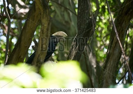 Silvery Cheeked Hornbill Bycanistes Brevis Tanzania Lake Manyara