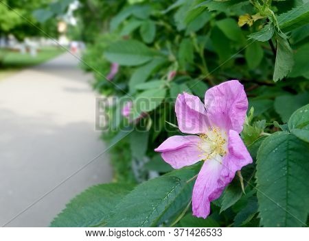 Pink Rosehip Flower On A Blury Background Of The Road Leaving The Distance And Copy Space