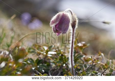 Pulsatilla Vulgaris Pasqueflower Buttercup Family Ranunculaceae Anemone
