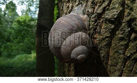 A Snail Crawls On The Bark Of A Tree On A Sunny Day.