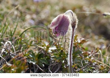 Pulsatilla Vulgaris Pasqueflower Buttercup Family Ranunculaceae Anemone
