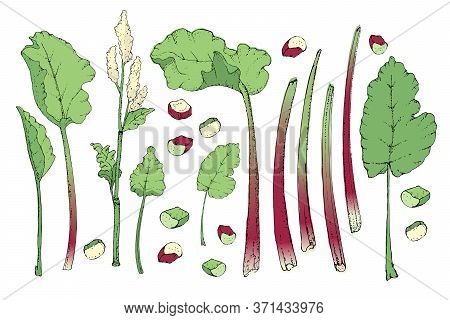 Vegetable Vector Set With Rhubarb. Fresh Pieplant With Green Leaves, Green And Red Stems, White And 