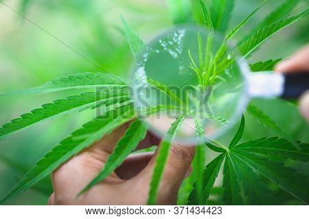 Female Scientist In A Hemp Field Checking Plants And Flowers, Alternative Herbal Medicine Concept, M