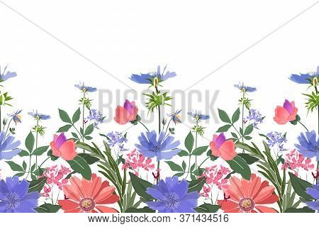 Vector Floral Seamless Border. Summer Flowers, Green Leaves. Chicory, Mallow, Gaillardia, Marigold, 