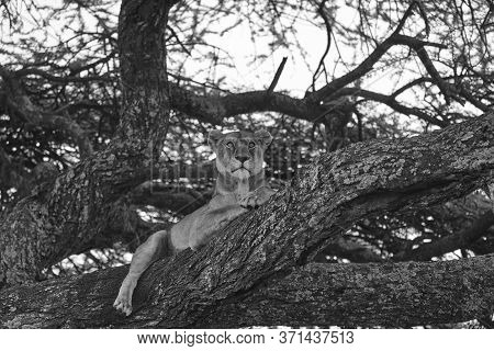 Lioness Tree Climbing Serengeti - Lion Black And White Bnw