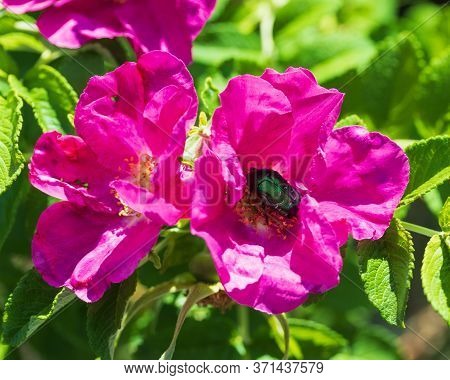Bronze Is A Type Of Hard-winged Bronze - Cetoniinae The Beetle Sits On A Rosehip Flower, Found Near 