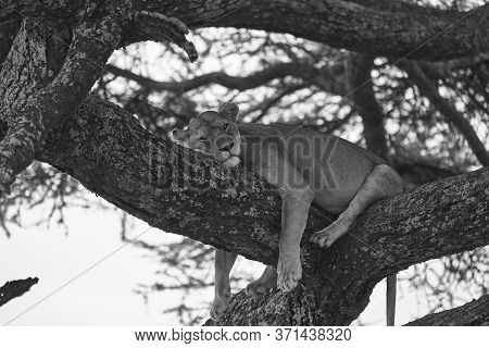 Lioness Tree Climbing Serengeti - Lion Black And White Bnw