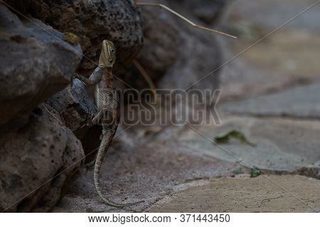 Common Agama Red Headed Rock Agama Or Rainbow Agama A Lizard Family Agamidae Female Amboseli Kenya