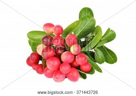 Red Karanda Fruit Isolated On White Background