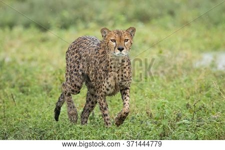 One Wet Looking Cheetah Walking In The Rain In Ndutu Tanzania