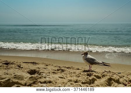 Seagull Portrait Against Sea Shore. Close Up View Of White Bird Seagull Sitting By The Beach. Wild S