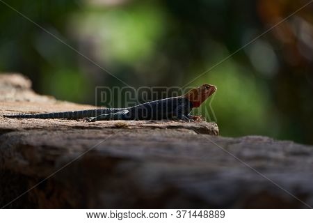 Common Agama Red Headed Rock Agama Or Rainbow Agama A Lizard Family Agamidae Male Amboseli Kenya