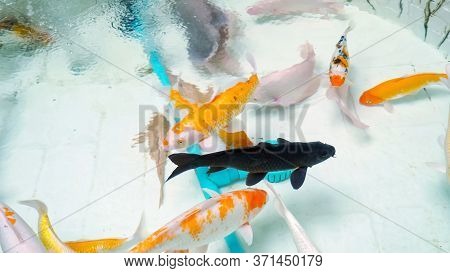 Various Fish Of Orange White And Black Colours Swim In Aquarium With Different Decorations And Blue 