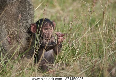 Olive Baboon Baby Papio Anubis Anubis Baboon Cercopithecidae Old World Monkey