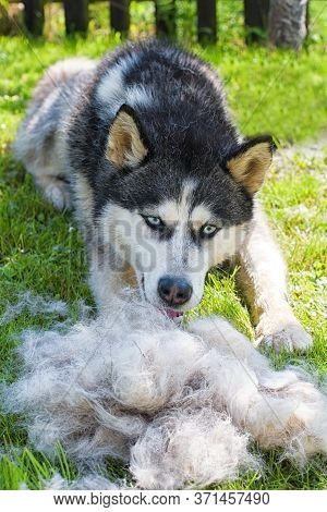 Concept Annual Molt, Coat Shedding, Moulting Dogs. Siberian Husky Lies On Green Grass In Pile His Fu