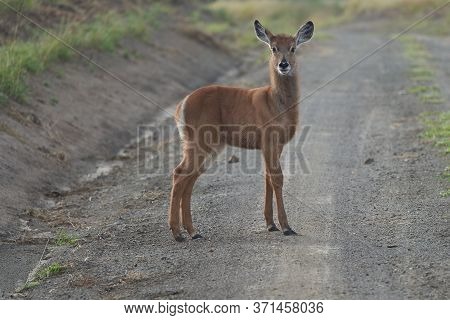 Waterbuck Kobus Ellipsiprymnus Antelope Immature Kenya Africa