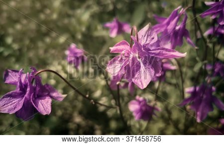 Catchment - A Flowering Plant In The Garden.