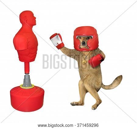 The Beige Dog Boxer In A Red Boxing Helmet And Gloves With A Golden First Place Medal Is Hitting The