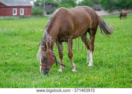 Silvery Bay Horse In A Field On A Paddock.