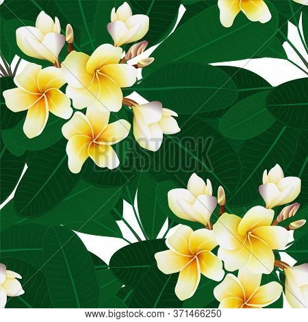 Seamless Tropical Pattern With Plumeria (frangipani) Flowers On White Background. Stock Vector Illus