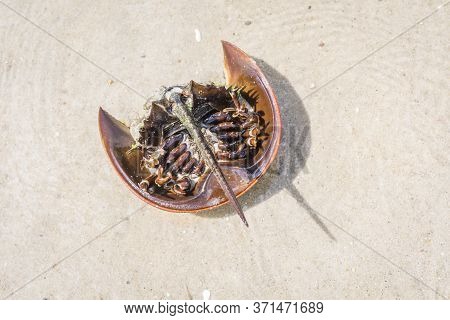 A Horseshoe Crab Lies Upside Down At The Beach Of Monomoy National Wildlife Refuge, Cape Cod, Ma.