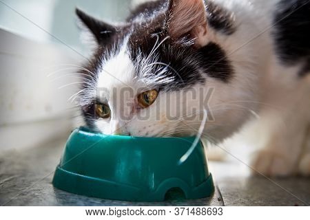 Cute Young Black And White Cat Eating Food Fromm Green Plate Near Glass Of The Window In The Room.