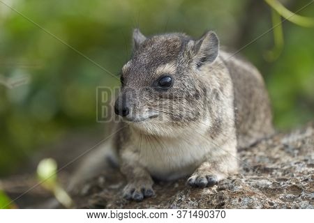 Rock Hyrax Procavia Capensis Cape Portrait Africa