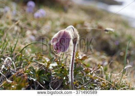 Pulsatilla Vulgaris Pasqueflower Buttercup Family Ranunculaceae Anemone