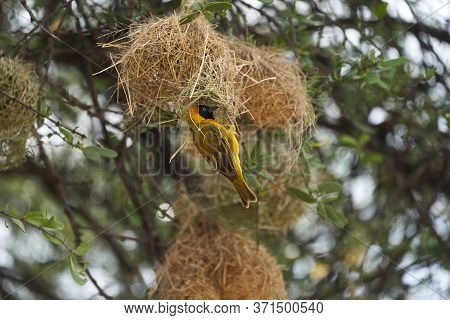 Tanzanian Masked Weaver Ploceus, Reichardi Tanganyika Ploceidae Nest Building