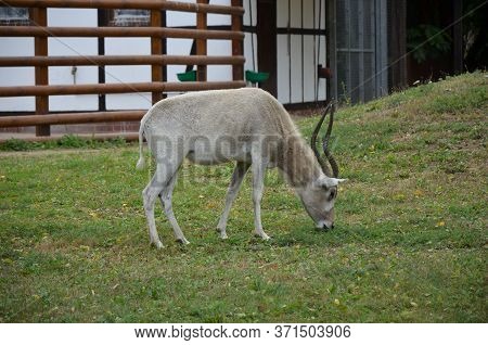 The Curved Horned Antelopes Addax (addax Nasomaculatus)