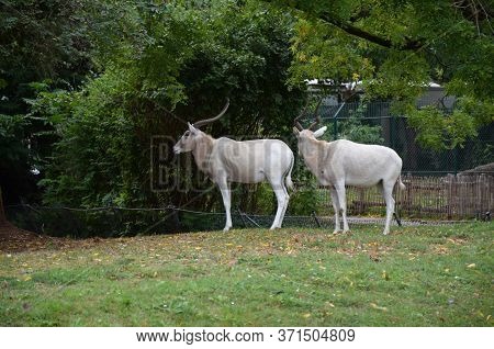 The Curved Horned Antelopes Addax (addax Nasomaculatus)