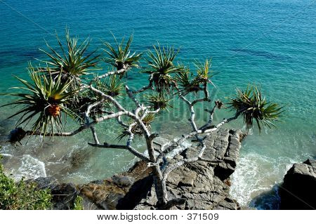 Pandanus puun yli valtameren