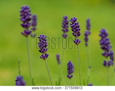 Closeup Of Pretty Lavender Flowers In A Garden, Lavandula Angustifolia Hidcote Blue