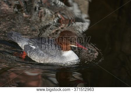 Common Merganser Goosander Mergus Merganser Seaduck Portrait