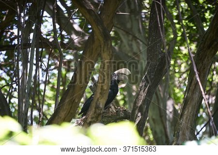 Silvery Cheeked Hornbill Bycanistes Brevis Tanzania Lake Manyara