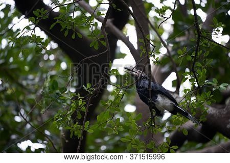Silvery Cheeked Hornbill Bycanistes Brevis Tanzania Lake Manyara Or Trumpeter Hornbill Bycanistes Bu