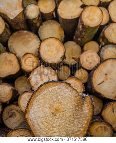 trees have been felled. tree trunks lie side by side