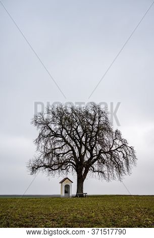 tree with chapel in winter