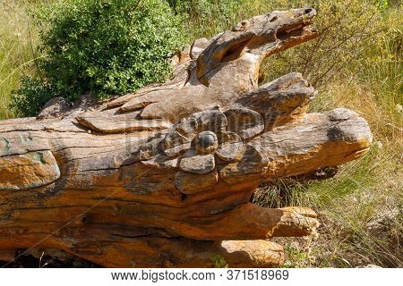 Jerusalem, Israel, June 13, 2020 : A Fallen Tree With A Flower Carved On The Trunk In The Totem Park