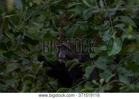 Blue Monkey Diademed Monkey Cercopithecus Mitis Portrait Species Of Old World Monke