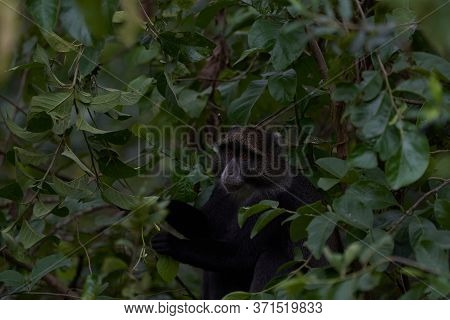Blue Monkey Diademed Monkey Cercopithecus Mitis Portrait Species Of Old World Monke