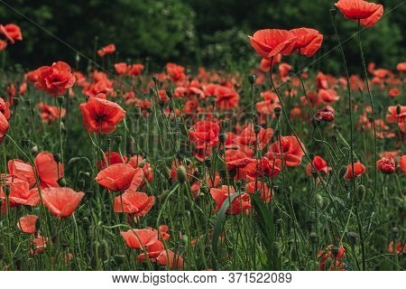 Beautiful Postcard Of Poppies Field On A Green Forest Fose. Toning Photography, Art And Creativity