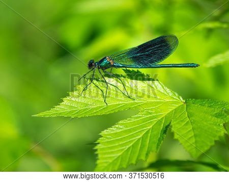 Natural Green Background With Dragonfly Banded Agrion (calopteryx Splendens) In The Sunlight With Be