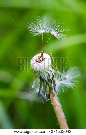 Macro View Of The Blossom Of Mature Dandelion With Seeds In Front Of Green Grass Background. Taraxac