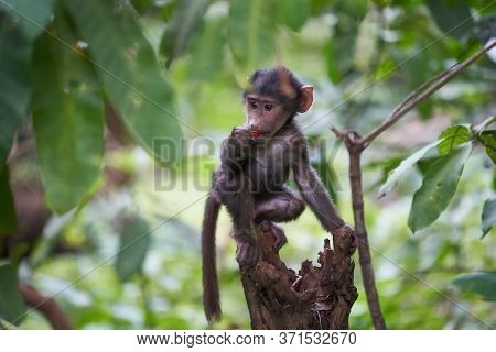 Olive Baboon Baby Papio Anubis Anubis Baboon Cercopithecidae Old World Monkey
