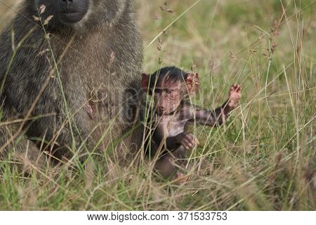 Olive Baboon Baby Papio Anubis Anubis Baboon Cercopithecidae Old World Monkey
